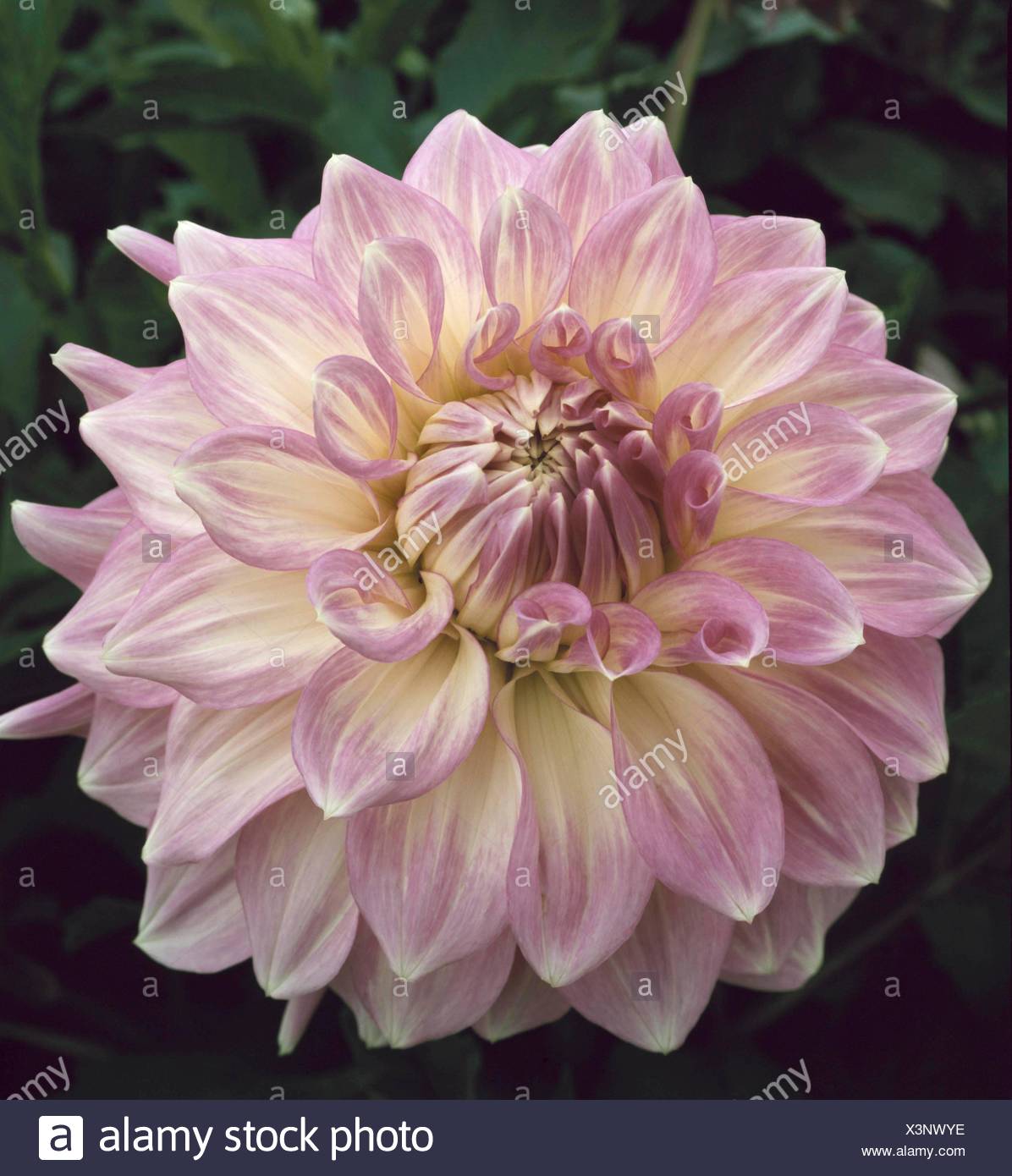 Mauve Dahlia High Resolution Stock Photography And Images Alamy mauve-dahlia-high-resolution-stock-photography-and-images-alamy